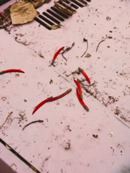 ZeitMagazin Mann CDMX 